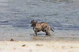 WHIPPET 295